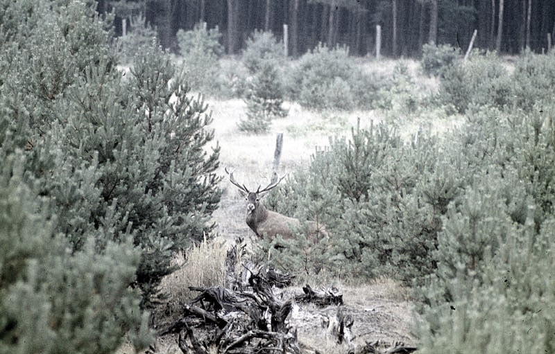 Jagdurlaub in Mecklenburg - Jagd Jagen Wald Wildtiere Mecklenburg